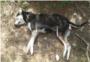 Denunciado el envenenamiento de varios perros en un coto privado de caza