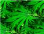 Detenido por cultivar 80 plantas de marihuana en su casa de Alginet
