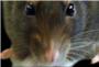 Una familia de Carcaixent deja su casa por las ratas