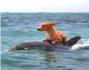 El delfín y el perro, amigos para siempre