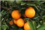 Roban naranjas en Carcaixent y Sueca