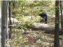 Un estudiante fotografía a un oso justo antes de que lo mate