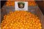 La unidad de Vigilancia Rural de Alberic ha recuperado 3000 kg de naranjas