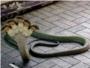 Insólito, aparece en la India una víbora con cinco cabezas