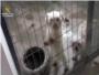 La Guardia Civil desmantela un criadero que comercializaba perros de raza con documentación falsa