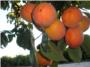 Una cooperativa de Carlet lanza el primer zumo de caqui y frutas del mundo