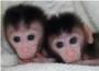 Nacen los primeros monos con mutaciones a la carta