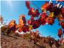 38 vinos de la Denominación de Origen Utiel-Requena, calificados como excelentes por la Guía Peñín 2021