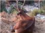 Foto - Denuncia de Alzira | Los ciervos de La Casella no tienen muy buen aspecto