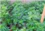 La Policía local de Carlet y la Guardia Civil incautan más de 20 plantas de marihuana en un almacén