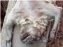 Brutales matanzas de gatos en Cullera