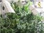 Desmantelan en Albalat de la Ribera un laboratorio clandestino dedicado al cultivo ilegal de marihuana