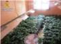  La Guardia Civil se incauta de 500 plantas de marihuana en la Pobla Llarga