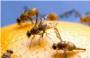 Ha dado inicio en Alzira la campaa contra la mosca de la fruta en las variedades tempranas