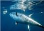 Los buzos devuelven al mar un atún de 300 kilos aparecido en Cullera