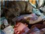 Campaña para que a la perra Tascha no la separen del niño en estado vegetativo al que cuida