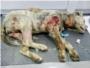 El Observatorio Justicia y Defensa Animal pide a la Fiscala la apertura de una investigacin por el caso de la perra Xena utilizada como sparring en Alzira