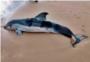 Apareix un dofí mort en la platja del Dosel a Cullera