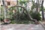 Cau una gran rama d’un pi dels jardins de l'Avinguda de la Glorieta a Alberic