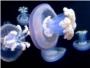Científicos del CSIC desvelan el ciclo de vida de una medusa gigante del Atlántico y mar de Alborán