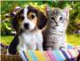 Clínica Veterinaría Castells | Consejos a la hora de adquirir un gatito o un cachorro
