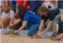 Cullera solta dotze tortugues  babaues i els experts estudiaran el seu comportament