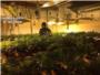 Desmantelado un vivero de marihuana con 2500 esquejes y cerca de 1700 plantas en Carlet