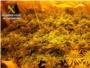 Desmantelan un laboratorio clandestino dedicado al cultivo ilegal de marihuana en Carcaixent