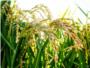 El hongo de la Pyricularia causa un descenso del 15% en la cosecha de arroz