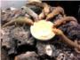 Geckos enlutados alrededor de un plato de comida