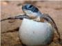 La deforestacin de bosques tropicales perjudica gravemente a la reproduccin de la tortuga lad
