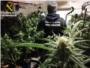 La Guardia Civil de Carcaixent se incauta de 360 plantas de marihuana en Rafelguaraf