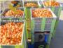 La Guardia Civil de Sueca detiene a 7 personas por la sustracción más de 70.000 kilos de naranja