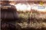 La Guardia Civil desmantela un cultivo de cerca  de 100 plantas de marihuana en Albalat de la Ribera