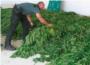 La Guardia Civil incauta 80 plantas de marihuana en un domicilio de la localidad de Carlet