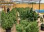La Guàrdia Civil desmantella un cultiu de 45 plantes de marihuana en un xalet pròxim a Carlet