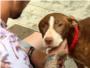 La perra callejera que acompañó y salvó a un anciano con alzhéimer es adoptada por su familia
