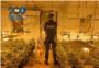 La Policia Nacional desmantella a Alzira tres plantacions de marihuana ocultes en habitatges i det a dos persones