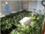 La Policia Nacional deté a Alzira a quatre persones per cultivar i vendre marihuana i cocaïna