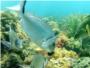 La sobrepesca ha llevado cerca de la extinción a los grandes depredadores del Mediterráneo