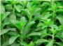 La stevia, la planta milenaria 200 veces ms dulce que el azcar