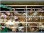 La tortura de las gallinas enjauladas que ponen los huevos que comemos