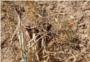 LA UNIÓ alerta que la sequera amenaça ja a alguns cultius en la Comunitat Valenciana amb especial incidència als cereals i a la falta de pastura