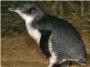 Las corrientes marinas influyen en el patrón de cría del pingüino australiano
