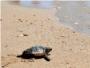 Las playas españolas son candidatas a convertirse en regiones exitosas de anidación para la tortuga boba