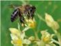 Los agricultores del neolítico ya explotaban las abejas de la miel