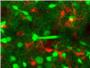 Los astrocitos ayudan a coordinar la actividad neuronal