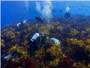 Los bosques de kelp del Gran Arrecife Sur de Australia retroceden 100 kilómetros en cinco años