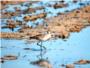 Los censos demuestran el éxito de las medidas para asegurar la tranquilidad de las aves acuáticas en L’Albufera