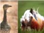 Los efectos del cambio climático sobre la distribución de dos especies de aves esteparias podrían no ser tan drásticos